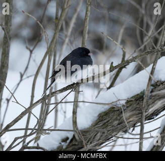 Schiefer farbige, gemeinsame Variation der Dark Eyed Junco, Junco hyemalis, thront auf Niederlassung im Schnee Stockfoto