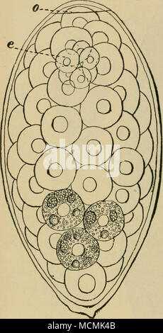 . Abb. 146.- Ei der gemeinsamen Leberegel (Fasciola heimtica), Exa - abgebaut, kurz nachdem es war von der Leber eines Schafes. An einem Ende der Abdeckung oder Deckel gesehen wird, o; in der Nähe der Segmentierung Eizelle, e; der Rest der Raum ist durch die Gabel Zellen, die als Nahrung dienen besetzt; alle sind detaillierte, aber nur drei sind so gezeichnet. X680. (Nach Thomas, 1883, S. 281, Abb. 1.) ^.- Stockfoto