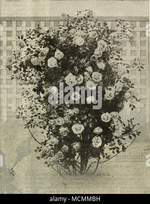 . Klettern - American Beauty. * Die BLUME DES FAIRFIELDâA zügellos Klettern - äh, trägt es ständig riesige Cluster von bril-liant crimson Blumen vom frühen Frühling bis zum Frost. Der jüngste Pflanzen blühen üppig im ersten Jahr. Absolut winterhart überall und die hellen, frischen Grün der Blätter behalten alle Sommer. Nicht Fehlschlagen dieses wunderbare, Hardy, everblooming Kletterrose zu gehören. Kaiserin von CEHNAâThe Apple-Blossom Rose. Weiche dunkle Rot, Rosa, wie ein Apple Blossom. Â ¦ amerikanischen PILLARâA neue Kletterpflanze von extrem starken Gewohnheit des Wachstums, die Büsche in lebhaften gekleidet sein Stockfoto