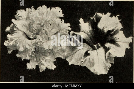 . Einzel- und Doppelzimmer Petunien. Portulak, feinsten Single, Gemischt. Grandiflora, Rose - tlowered, Gemischt. Große, auffällige. Doppelte Blüten. Pkt.lOc, Verbenen Scarlet Trotz. Brillante Scarlet. Pkt. 10 C. Sea Foam Candidissima. Schönen reinen Weiß. Pkt. 10 C. Maytlower. Ein süß duftendes Eisenkraut. Pkt. 10 C. Hybrida gemischt. V 2 oz. 40 C., oz. 75 C. WALLFLOWERS, feine Deutsche gemischt. Pkt. 10 C. Zinnien. Leicht gewachsen; Blüte kontinuierlich. Riesige Mammut gemischt. In verschiedenen Farben. Pkt. lOc, oz. 60 C. Zwerg Schneeball. Snowy White. Pkt. 10 C. Zwerg Feuerball. Feurig Scharlach. Pkt. 10 C. Neue doppelte Lilliput. Die lebhafteste Scarlet Stockfoto