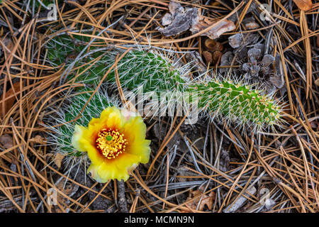 Feigenkakteen in der Blüte unter Tannennadeln von Waldboden, Castle Rock Colorado USA. Stockfoto