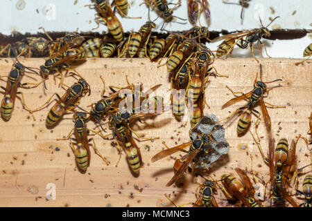 Western Wespen sammeln hinter Gipskarton und Gebäude Nest in der Abgeschiedenheit der hölzernen Automobile garage Wall, Colorado USA. Stockfoto