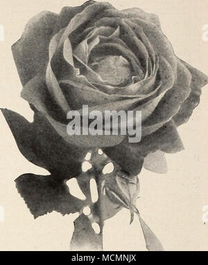 . Souvenir de' Wootton Rose Adine. Orange-gelb, schattigen mit weißen und Carmine. Admiral Dewey. Rosa, schattigen zu reinem Weiß; groß. Engel Peluffo. Schattierungen von zart rosa. Apotheker Georg Hofer. Schimmerndes lila rot. Chas. J. Grahame. Orange crimson; sehr kräftig. Cherry Reif. Licht, rosy Crimson; Verzweigungen Gewohnheit. Clara Watson. Reich Lachsfarben; ähnelt Brautjungfer. Gräfin von annesley. Rosy Lachs durchdrungen mit Gold. Crimson Krone. Dark crimson; freie blühen. Enchanter. - Helles rosa; sehr frei zu blühen. Frau Peter Lambert. Dark Rose, schattigen zu Lachs. Gnade Molyneux. Creamy Aprikose; fl Stockfoto