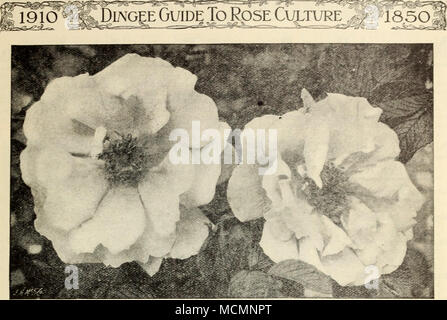 . RUGOSA ROSE, SIR THOMAS LIPTOX neue und seltene Hybrid Rugosa Rosen für Jahre wir befürworten die Anpflanzung von tliis Klasse für neue und seltene Rosen, die jetzt rasch den Erwerb allgemeiner Beliebtheit. Die Einsatzmöglichkeiten sind vielfältig. Für undurchdringliche Hecken Zierpflanzen und Bildschirme sie splendid sind, da sie für ein einzelnes Exemplar, clLunps und Friedhof Dekoration unerreicht sind. Die Rugosa Rosen sind robust in allen Teilen der Vereinigten Staaten, schnelle Erzeuger, in der Regel erreichen eine Höhe von 5 bis 6 Fuß. Sir Thomas Lipton Die besten reinen weißen Rugosa Rose. Stark und kräftig; wächst 4 Meter hoch. Blumen Stockfoto
