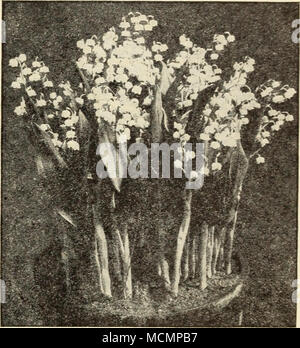 . LILY-OF-THE-VALLEY Töpfe oder Kästen, Streuung etwas Moos oder andere leichte Material über der Erde, die muss net die Krone; Wasser gut und Awa an einem dunklen Ort. Wenn gebracht zu Wärme und Licht nach ein paar Wochen sind die Blätter und Blüten werden in Kürze erscheinen. Unsere Maiglöckchen Pips werden von uns direkt von Berlin und weit überlegen sind die kommerziellen Sorten von Niederländischen oder Hamburg Pips in der Regel in diesem Land verkauft importiert. Bereit für die Lieferung im Novem-ber. Strong - blühende Kronen, 3 für 15 cts.. 55 cts. Pro dtz., 3,50 $ pro 100. Postpaid. Wir haben unsere Glühbirnen alle erwachsen durch spezielle - ists in der Diff Stockfoto