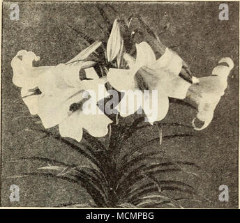 . LILY DINGEE BERMUDA BERMUDA OSTERN Ostern Ostern Lilien Lilie ist eine kräftige Züchter mit gewöhnlichen Aufmerksamkeit. Blumen rein weiß und und herrlich duftend. Es ist unübertroffen als Fenster. Ein 6-Zoll Topf mit Erde füllen, eng an der Spitze, die die Glühlampe, Wasser mässig und entfernt an einen warmen Ort stellen, bis die rcots fangen an sich zu bilden. Dann Transfer - das Wohnzimmer in die Wärme und Licht. Bermuda Osterlilien kann außen gepflanzt werden. Sie sind robust in die südlichen Staaten und nördlichen Winter überleben, wenn mit Blättern oder Wurf geschützt. Sie blühen in drei Monaten vom Pflanzen. Th Stockfoto