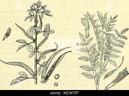 . Abb. 426. Trigonella Faenum Graecum. Bockshornklee. Nebst einer Blüte (links), Hülse und Samen (rechts). Abb. 427. Glycyrrhiza glabra. Glattes Süssholz. Nebst einer Blüte (links), dem Längs-durchschnittenen Stempel und den Geschlechtsorganen (rechts). Stockfoto