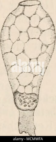 . Abb. 16. Abb. 17. Abb. 16. Eben befruchtetes EL von Aacaris megalocephala. / VAN Ben 'Eden. Aus 0. Hertwig Abb. 22. sk Eingedrungener Samenkörper mit dem Samenkern. /Fettglänzende Substanz des Samenkörpers, kb Keimbläschen. Abb. 17. Becherzelle aus dem Blasenepithel von Squatina vulgaris, in Müller's eher Flüssigkeit erhärtet. / Liste Taf. I, Abb. 9. Ein zweites Beispiel eines schönen, durch Stoffeinlagerung hervor-gerufenen, protoplasmatischen Gerüstwerks und uns sterben Schleimzellen der Wirbeltbiere (Abb. 17) und wirbellosen Thiere dar. Sie lassen einen der Epitheloberfläche zugewandt Stockfoto