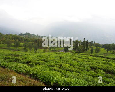 Stadt Darjeeling, Indien, 15. APRIL 2011: Der Berühmteste Teeplantagen in Darjeeling, Indien Stockfoto