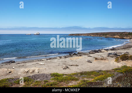 Ein sonniger Tag im Elephant robbekolonie am Strand von San Simeon, direkt am Highway 1, Kalifornien Pacific Coast, mit mehreren Dichtungen auf dem Sand Stockfoto