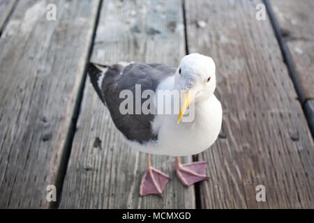 Eine westliche Gull, Larus occidentalise, wandern die Bretter auf Santa Cruz Municipal Wharf, Kalifornien Pacific Coast USA Stockfoto