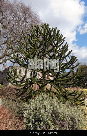 Junger Affenpuzzle-Baum wächst in den Museum Gardens im Frühling York North Yorkshire England Vereinigtes Königreich GB Großbritannien Stockfoto