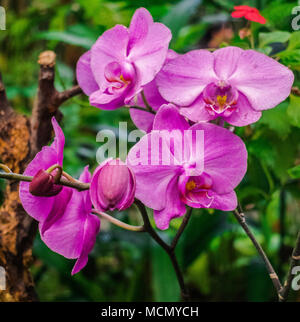 Purple Orchid mit grünem Garten Hintergrund Stockfoto