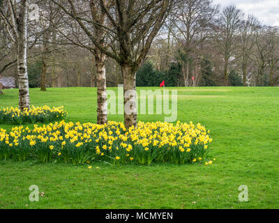 Narzissen in der Blüte auf dem Golfkurs an Conyngham Halle in Knaresborough North Yorkshire England Stockfoto