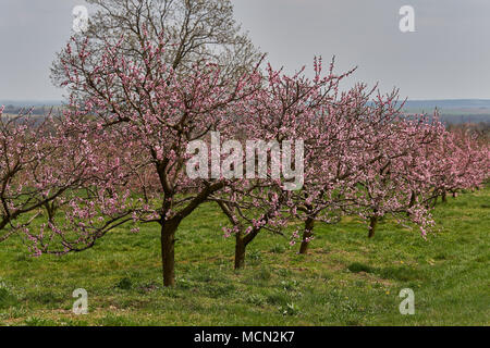 Peach tree Obstgarten blühender Pfirsichbaum in voller Blüte pink Peach Blossom Stockfoto