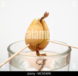 Avocado Stein/Samen wächst in Glas Wasser. Nachhaltiges Wohnen, nachhaltiges Lifestyle-Konzept Stockfoto