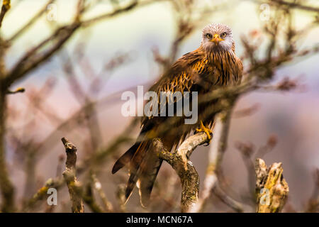 Fabelhaft rote Drachen in einem Baum in der Nähe von Cliveden, Buckinghamshire, UK sitzen Stockfoto