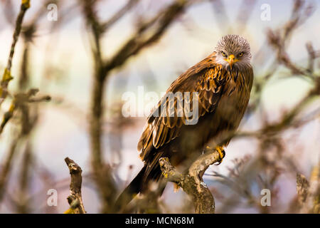 Fabelhaft rote Drachen in einem Baum in der Nähe von Cliveden, Buckinghamshire, UK sitzen Stockfoto