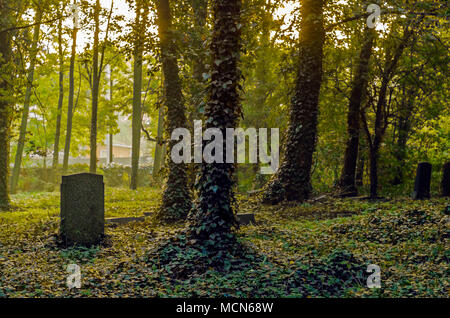 Grabstein unter Efeu bewachsenen Bäume auf dem Alten Jüdischen Friedhof in Sunrise, Zabrze, Schlesien, Krakau, Polen. Stockfoto