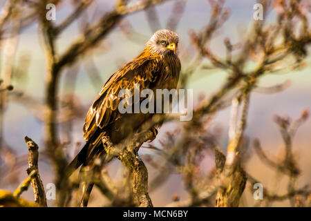 Fabelhaft rote Drachen in einem Baum in der Nähe von Cliveden, Buckinghamshire, UK sitzen Stockfoto