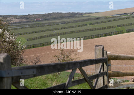 Die Rathfinny Weingut Alfiston East Sussex von Sarah & Mark Treiber gehört. Rathfinny nimmt eine perfekte Südhang, in Sussex Stockfoto