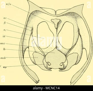 . Abb. 6. C. Borealis antipoda. Schematische Vorderansicht eines dicken Querschnitt durch mandibuläre Region. (Antennal Wellen zu unterlassen, mandibulares Coxa zeigen.) a^w.o, Basis von antennules und frontalen Orgel; a2, antennal Buchse; ein. c, dorsalen Gelenkknorpel condylus der Mandibulären coxa; ein. p, distalen Gelenk Prozess der Mandibulären coxa; fl, anterior dorsalen Flansch von mandi - bular Coxa; ist, Isthmus zwischen Körper mit panzers; lb, labrum; mn. b, mandibulares Basis; mn. c, mandibulares Coxa. sclerite Rahmen zur Unterstützung der mündlichen Oberfläche des labrum (Abb. 4A, a.p und Ib. s, Abb. 8). Die Projektion des Stockfoto