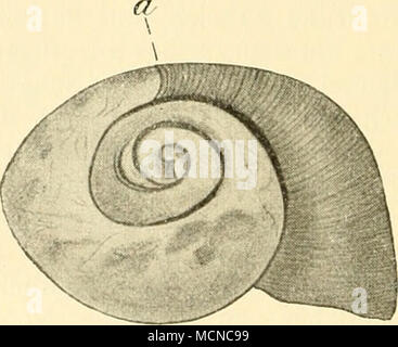 . Abb. 12. Regeneration der Schale einer Weinbergschnecke / Ent-fernung des größeren Teiles der Windungen. (/ E.Korscheit, 1910). Bei einer Grenze zwischen regeneriertem und intakt gebliebenem Schalenabschnitt. das Gelbgraue Pigment, ein your Stelle ist eine feine Körnung und weißlichgraues Pigment getreten (Vgl. Abb. 12). Von der Innenfläche ihr ist dagegen die ausgebesserte Stelle nach einiger Zeit nicht mehr von der Umgebung zu unterscheiden, da die innerste Blätterschicht allenthalben in ihrer normalen Struktur gebildet werden kann und demgemäß auch unter dem neugebildeten Schal Stockfoto