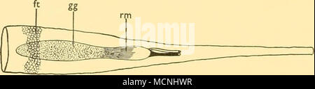 . B Text-Bild. 13. Fett - investiert der swimbladders Stomias affinis (a und a') und S. colubrimis (b). Seitlichen Blick, ft, Fettsäuren Invest-ment von swimbladder;^, Gas-Drüse; Oy, Eierstock; rm, rete mirabile, Rsb, Regressiert swimbladder. (A, X 4" 5; Ein', x 11-5; b, x 17-5.) Familie Stomiatidae Stomias affinis Gunther (Text-Bild. 13 a) Str. 276, 50 54' 00" S, 11° 19' 00" E., 5. viii. 27, TYF, i5o (-o) m. B.M. Reg. Nr. 1930.1.12. 542-3. Standard Länge 106 mm. In dieser individuellen gibt es Rückschritte swimbladder liegen oberhalb der Eierstöcke. Fettgewebe investiert die Orgel und wird vorwärts und rückwärts fortgesetzt Stockfoto