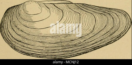 . Abb. 17. Anodonta niictabüis v. cellensis Chem. selbe durch den Körper zirkulieren und stossen es durch die Atem-Öffnung am Hintern Ende wieder aus. Wenn man eine Muschel rasch aus dem Wasser nimmt, schliesst your Gesamtkoordinator und das Wasser spritzt dann, ziemlich oft in lebhafter Weise, durch die Atemöflfnung aus. Beim Einblick in helles, tiefes Wasser kann man sterben im Schlamme steckenden Muscheltiere leicht bemerken. Der Mensch gewahrt jedoch nur die mit Girren am Hintern Mantelrande Tier- und Pflanzenwelt des Süsswassers. Ii. 9. Stockfoto