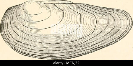 . Abb. 17. Anodonia Tnutabilis v. cellensis Chem. selbe durch den Körper zirkulieren und stossen es durch die Atem-Öffnung am Hintern Ende wieder aus. Wenn man eine Muschel rasch aus dem Wasser nimmt, schliesst your Gesamtkoordinator und das Wasser spritzt dann, ziemlich oft in lebhafter Weise, durch die atemöffnung aus. Beim Einblick in helles, tiefes Wasser kann man sterben im Schlamme steckenden Muscheltiere leicht bemerken. Der Mensch gewahrt jedoch nur die mit Girren am Hintern Mantelrande Tier- und Pflanzenwelt des Siisswassers. Ii. 9. Stockfoto