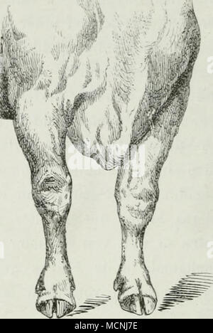 .Des Pferdes. Tiefe, die breite Brust Abb. 74. des Rindes. Stockfoto