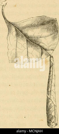 . 2) er Stv Ieu-Stattro Uer. a. © er-täfer. b. @ I 1 enfclatt mit Bev@c^nitt (tnie a-b. c. 3) ie halte Siotte, in ireldjev Tag Si[tedt. Über bie g-tügelbeden l; inaui&amp;, ber Nui^ ig fange 9^ üffe (faft waljig, ^C^f l^ inter Ben 5 lugen Ni^t verengt, bie Sd^^ ienenfpitjen aben feine § afen unb ber Snnenranb berfelben Nid^t gejäf) nt. -' 3) ie II^ arben unb ^u^ pen finb loie bei allen 9 tüffctfäfern. "Die Strbeit, tüc (d) e bie beforgte ÜJiutter, ^ur Sergung i^rer (Sier in fi^ nimmt, ift eine Gan^ ältni unüerl^^ mä^ig gro^e^t ungefä unb Gleid (; r ber Stockfoto