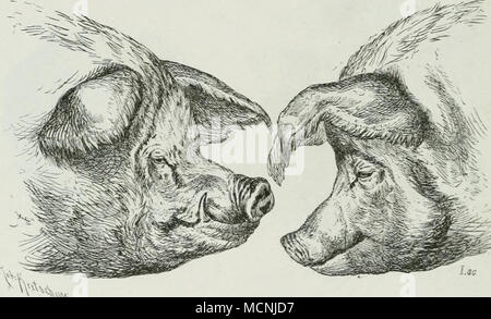 . Ein^ ViC Kormaler männlicher und weiblicher Kopf des Schweines. Bei normalem Kopfe des Pferdes ist der Gesichtswinkel 25 - 30 Grad. 11 11 11 "übcrbildetem 11 11 11 11 n n n n 11 11 Kindes Schafes Schweines 11 11 11 11 11 11 Rindes Pferdes 11 11 11 11 11 11 11 11 11 Schafes Schweines 11 rt 11" n n" 45--55 40--45 55--65 18--20 35--40 30--35 35--40" Stockfoto
