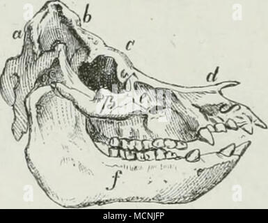 . Schädel des Schweines. U e b e r s i c Li t der wielitig" selbst, das Fabrik-fassade wesentlich bediiigeudeu Skelete Knoclion der DOS-l'ferdos, Ikindos, Schafes und Schweines. Hinterhan]) th (iii "eine Stirnl Sclieitelbein b) oin c Nasenbein d Schhifenbein "Jochbein ß Tliränen]) ein j'nkieferl ZvisclR") ein.... S Halswirbel Unterkiefer Oberkiefer e f g h i Kückenwirbel Lendenwirbel Kreuzbein k Schweifwirbel 1 Becken m Sitzbein n Ii | tl&gt; en o p q Schnlteililatt lirustbein Stockfoto