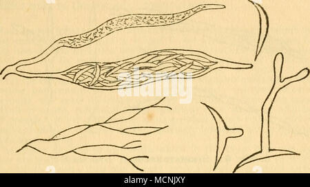 . Abb. 4 Stigmatomycosis. Arten eine sehr viel deutlichere Parasit ist Marasmius perniciosus, Stahel, die Ursache der Hexe - Besen Krankheit von Kakao in Surinam. Die schwarzen Fäden der sogenannten Pferd - Haar bhght sind der Mizellaren Stockfoto