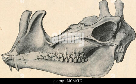 . Abb. 611. Schädel von Protoceras celer, Sumpf, aus dem oberoligozän von Süd-Dakota in Nordamerika. Ungefähr 1/2 Nat. Gr. (Nach O.C. Marsh.) 3. Subf. Moschinae. Noch lebenden Moschushirsche erscheinen zuerst im Unter Sterben - Pliozän Ostindiens. 4. Subf. Cervulinae. Die noch Lebenden Muntjakhirsche lebten vom Miozän bis zum unterpliozän in Europa. Amphitragulus. - Miozän Europas. - Geweihlos. 4 1 W. B. Scott, die Selenodont Artiodactyls der Uinta Eozän. - Trans-aktionen der Wagner sich Inst. Science, Philadelphia, Vol. VI, 1899, S. 67. 2 O.C. Marsh, die wichtigsten Zeichen des Protocerati Stockfoto