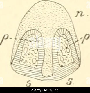 . N ganz einzig dastehender Xagel. Solche besondere Nagelformen ermähnt der systematische Teil. - Embryonale kommt die Entwickelung der Nagel-Platte unter einem weichen Gewebe zu stände, dem Eponychium. Das in das zukünftige Sohlenhorn sich fortsetzt und Dorsalen. l) zum ist Nagelwall reicht, bei der Geburt oder bereits vorher aber schwindet. (Iegenüber den Unguiculata, sterben oder planti digitigrad Sindh, stehen dieUngulata: ausgezeichnet durch dorso-ventrale abgetlachte Nagelphalangen, sterben in den meisten Fällen sterben Körperlast zu gürteltaschen haben". Of this Unguli - Stockfoto
