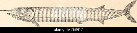 . Abb. 166. Rekonstruktion von Aspidorhynchus acutirostris, Ag., aus dem Obersten Jura von Solnhofen in Bayern, in 1/5 Nat. Gr. (/ S. Assmann.) Aspidorhynchus. -Vom Braunen Jura Englands bis zum Tithon Bayerns. Auch im Weißen Jura von Frankreich gefunden (Abb. 166).1 Belonostomus. -Vom oberen weißen Jura Bayerns und Frank- reichs bis zur oberen Kreide Europas, Ostindiens, Mexikos, Brasiliens und Queenslands. 2 F. Amiidae. In der Oberen Trias der Alpen erscheinen die ersten, allerdings etwas zweifelhaften Spuren eines Stammes der Teleostomen, der sich im Jura zur Blüte entfaltet und von da Stockfoto