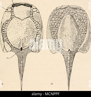. Abb. 43. Rekonstruktion von Drepanaspis Gemündenensis, Schlüter, aus dem Unter-Devon von Gemünden in Rheinpreußen. Eine von der Unterseite, B von der Oberseite in ungefähr 1/5 Nat. Gr. (Rek. auf Grundlage der von R. H Tra-quair mitgeteilten Photographien und Zeichnungen.) M.=Mundspalte. Ein. = Afteröffnung. Zelt. = Tentakelöffnung. (Die Augenhöhlen sind gänzlich obliteriert.) Abel, Stämme der Wirbeltiere. 6. Stockfoto