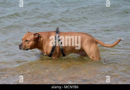 Herne Bay, Kent. 17 Apr, 2018. UK Wetter: Menschen den Beginn eines warmen Zauber des Frühlings Wetter in Herne Bay Kent 17 April 2018 Kredit genießen: MARTIN DALTON/Alamy leben Nachrichten Stockfoto