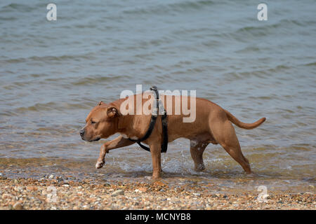 Herne Bay, Kent. 17 Apr, 2018. UK Wetter: Menschen den Beginn eines warmen Zauber des Frühlings Wetter in Herne Bay Kent 17 April 2018 Kredit genießen: MARTIN DALTON/Alamy leben Nachrichten Stockfoto