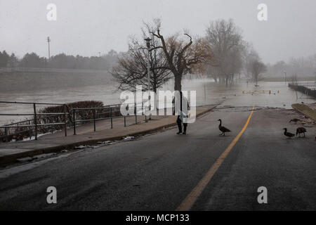 Ein älterer Herr feeds Enten und kanadische Gänse unter dem Riverside Drive Brücke. Mit der Themse ihre Banken in Harris Park zu versagen, da die erhöhten Wasserstände sie Weise den Fluss hinunter in London, Ontario machen Stockfoto