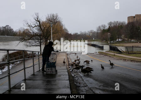 Ein älterer Herr feeds Enten und kanadische Gänse unter dem Riverside Drive Brücke. Mit der Themse ihre Banken in Harris Park zu versagen, da die erhöhten Wasserstände sie Weise den Fluss hinunter in London, Ontario machen Stockfoto