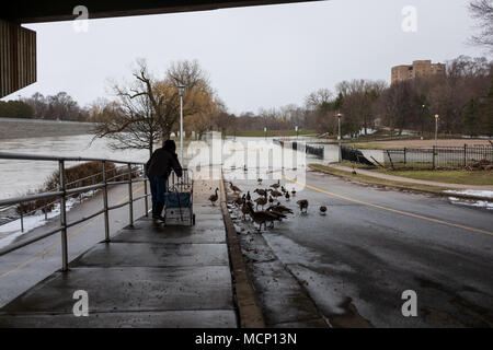 Ein älterer Herr feeds Enten und kanadische Gänse unter dem Riverside Drive Brücke. Mit der Themse ihre Banken in Harris Park zu versagen, da die erhöhten Wasserstände sie Weise den Fluss hinunter in London, Ontario machen Stockfoto