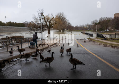 Ein älterer Herr feeds Enten und kanadische Gänse unter dem Riverside Drive Brücke. Mit der Themse ihre Banken in Harris Park zu versagen, da die erhöhten Wasserstände sie Weise den Fluss hinunter in London, Ontario machen Stockfoto