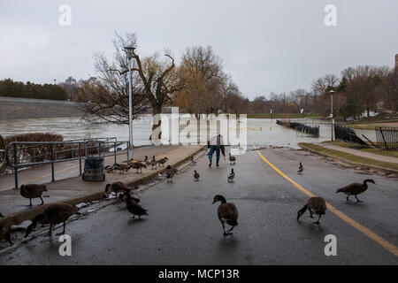 Ein älterer Herr feeds Enten und kanadische Gänse unter dem Riverside Drive Brücke. Mit der Themse ihre Banken in Harris Park zu versagen, da die erhöhten Wasserstände sie Weise den Fluss hinunter in London, Ontario machen Stockfoto