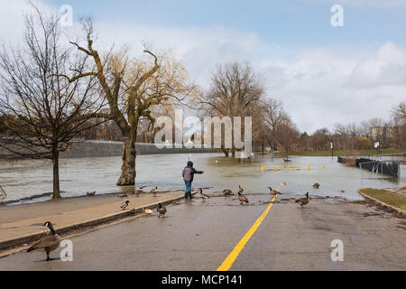 Ein älterer Herr feeds Enten und kanadische Gänse unter dem Riverside Drive Brücke. Mit der Themse ihre Banken in Harris Park zu versagen, da die erhöhten Wasserstände sie Weise den Fluss hinunter in London, Ontario machen Stockfoto