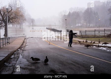 Ein älterer Herr feeds Enten und kanadische Gänse unter dem Riverside Drive Brücke. Mit der Themse ihre Banken in Harris Park zu versagen, da die erhöhten Wasserstände sie Weise den Fluss hinunter in London, Ontario machen Stockfoto