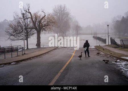 Ein älterer Herr feeds Enten und kanadische Gänse unter dem Riverside Drive Brücke. Mit der Themse ihre Banken in Harris Park zu versagen, da die erhöhten Wasserstände sie Weise den Fluss hinunter in London, Ontario machen Stockfoto