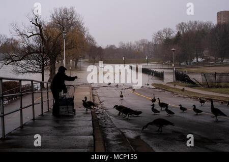 Ein älterer Herr feeds Enten und kanadische Gänse unter dem Riverside Drive Brücke. Mit der Themse ihre Banken in Harris Park zu versagen, da die erhöhten Wasserstände sie Weise den Fluss hinunter in London, Ontario machen Stockfoto